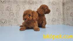 MÜKEMMEL KALİTEDE TOY POODLE YAVRU 4