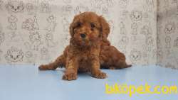 MÜKEMMEL KALİTEDE TOY POODLE YAVRU 1