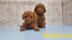 MÜKEMMEL KALİTEDE TOY POODLE YAVRU 5
