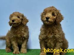 MÜKEMMEL KALİTEDE TOY POODLE YAVRU 2