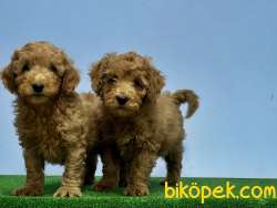 MÜKEMMEL KALİTEDE TOY POODLE YAVRU 4