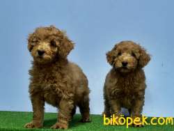 MÜKEMMEL KALİTEDE TOY POODLE YAVRU