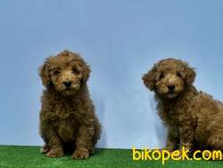 MÜKEMMEL KALİTEDE TOY POODLE YAVRU 3