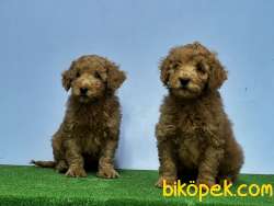 MÜKEMMEL KALİTEDE TOY POODLE YAVRU 5