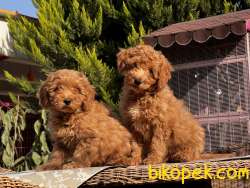 MÜKEMMEL KALİTEDE TOY POODLE YAVRULAR