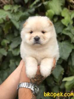 Mükemmel Kalitedeki Chow Chow Yavrumuz 3