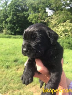 MÜKEMMEL KALITEDEKI LABRADOR YAVRULARIMIZ 2