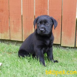 MÜKEMMEL KALITEDEKI LABRADOR YAVRULARIMIZ 1