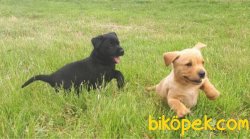 MÜKEMMEL KALITEDEKI LABRADOR YAVRULARIMIZ 4