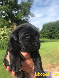 MÜKEMMEL KALITEDEKI LABRADOR YAVRULARIMIZ 3
