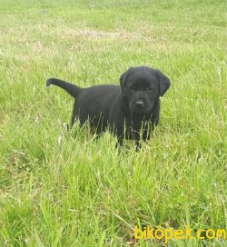 MÜKEMMEL KALITEDEKI LABRADOR YAVRULARIMIZ 5