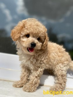 Mükemmel Kali̇te Poodle Yavrularımız 2