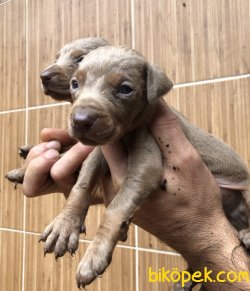 Mükemmel King Doberman Yavrularımız 5