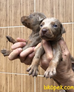 Mükemmel King Doberman Yavrularımız 3