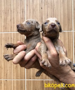 Mükemmel King Doberman Yavrularımız 1