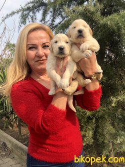 Mükemmel Küt Burunlu Golden Retriever Yavrularımız 5