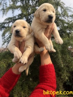 Mükemmel Küt Burunlu Golden Retriever Yavrularımız 4