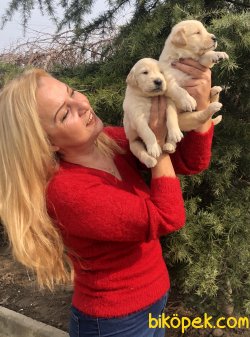 Mükemmel Küt Burunlu Golden Retriever Yavrularımız 2