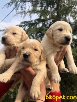 Mükemmel Küt Burunlu Golden Retriever Yavrularımız 3