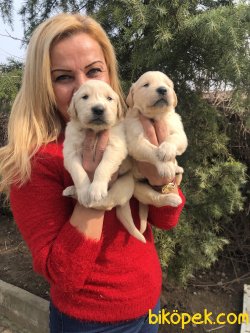 Mükemmel Küt Burunlu Golden Retriever Yavrularımız 1