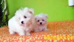 MÜKEMMEL MALTESE TERRİER YAVRU 3