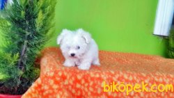 MÜKEMMEL MALTESE TERRİER YAVRU 2
