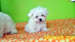 MÜKEMMEL MALTESE TERRİER YAVRU 1