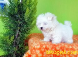 MÜKEMMEL MALTESE TERRİER YAVRU 5