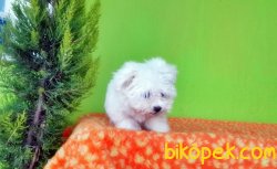 MÜKEMMEL MALTESE TERRİER YAVRU 4