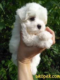 MUKEMMEL MALTESE TERRIER YAVRULARI 4