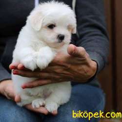 MUKEMMEL MALTESE TERRIER YAVRULARI 2