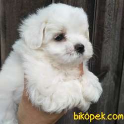 MUKEMMEL MALTESE TERRIER YAVRULARI 3