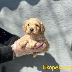 MÜKEMMEL MALTİPOO YAVRULARIMIZ 2