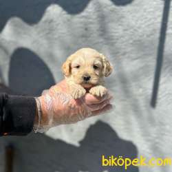 MÜKEMMEL MALTİPOO YAVRULARIMIZ 5