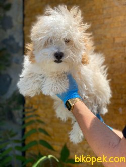 MÜKEMMEL MALTİPOO YAVRUMUZ 1