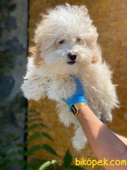 MÜKEMMEL MALTİPOO YAVRUMUZ 2