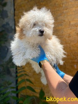 MÜKEMMEL MALTİPOO YAVRUMUZ 3