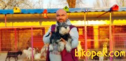 MÜKEMMEL MİNYATÜR SCHNAUZER YAVRU 3