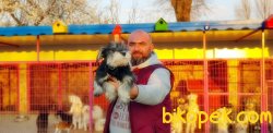 MÜKEMMEL MİNYATÜR SCHNAUZER YAVRU 4