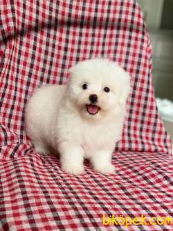 Mükemmel Orjinal Maltese Terrierler Bebişler 5