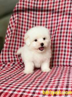 Mükemmel Orjinal Maltese Terrierler Bebişler 2