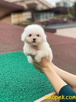 Mükemmel Orjinal Maltese Terrierler Bebişler 4
