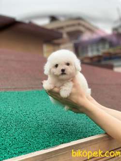 Mükemmel Orjinal Maltese Terrierler Bebişler 3