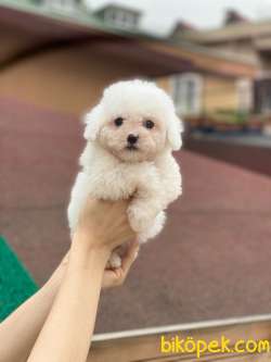 Mükemmel Orjinal Maltese Terrierler Bebişler 1