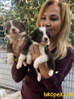 Mükemmel Oyuncu Border Collie Yavrularımız 5