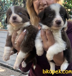 Mükemmel Oyuncu Border Collie Yavrularımız 2