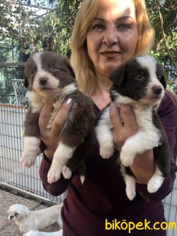 Mükemmel Oyuncu Border Collie Yavrularımız 3
