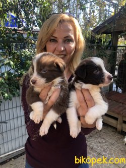 Mükemmel Oyuncu Border Collie Yavrularımız 1