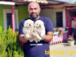 MÜKEMMEL PEKİNES YAVRULAR 3