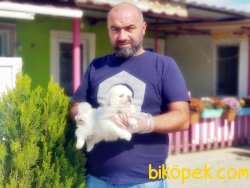 MÜKEMMEL PEKİNES YAVRULAR 5